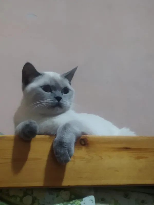 скотиш страйт шотландский 4