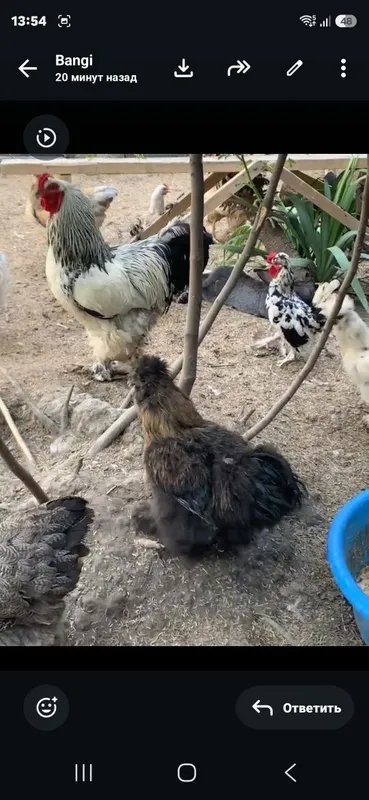 Yapon va karea parandalar 2 Yapon va karea parandalar 2