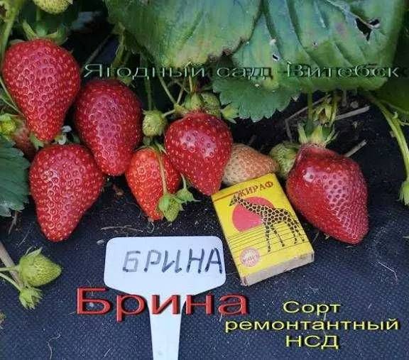 Рассада клубники — фото 4