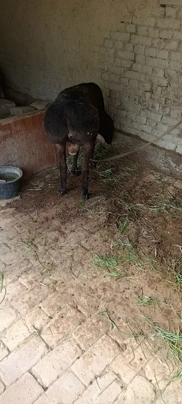 Qo'chqor sotiladi