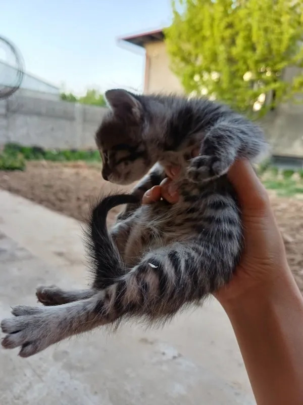 Отдам даром, кошка и 3 котёнка 2 Отдам даром, кошка и 3 котёнка 2