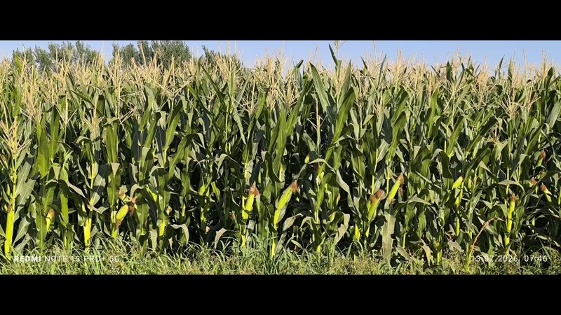 Silos chorva mollari uchun 2 Silos chorva mollari uchun 2