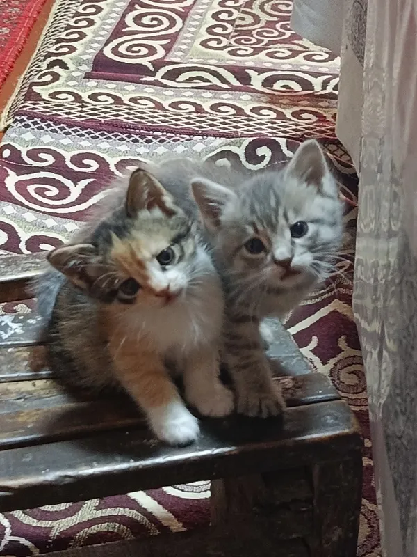Котенке очень хорошие