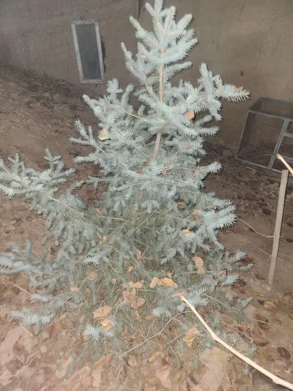 Archa голубой ель и серебристый ель