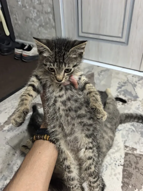Отдам даром котят в добрые руки. 2 месяца. Доставка по Ташкенту — фото 1
