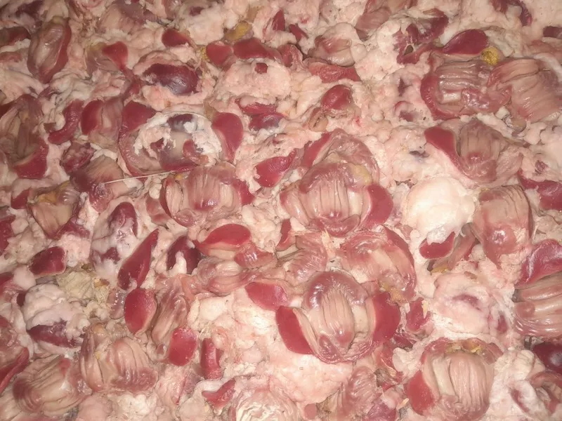Patraxa tovuq a'zolari 1 Patraxa tovuq a'zolari 1