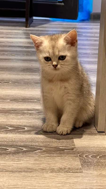 Kumush chinchilla rangli 2 oylik mushukchalar 6