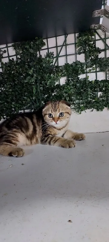 Котята Британская Шиншилла 3