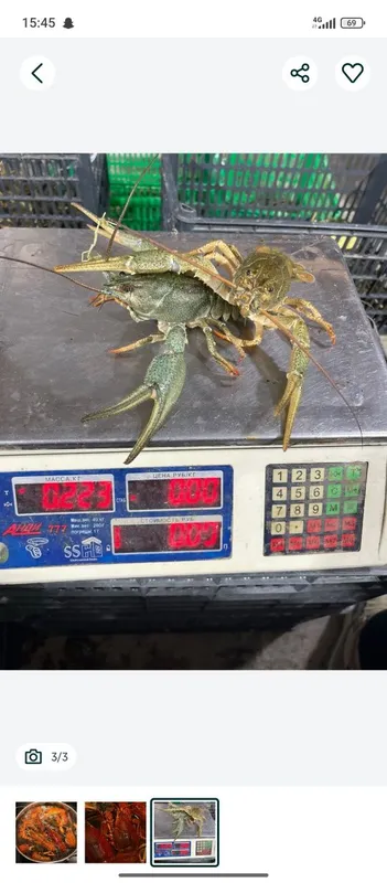 Tirik qisqichbaqalar, trek rak, yetkazib berish bor, 20+120 gramm 2 Tirik qisqichbaqalar, trek rak, yetkazib berish bor, 20+120 gramm 2