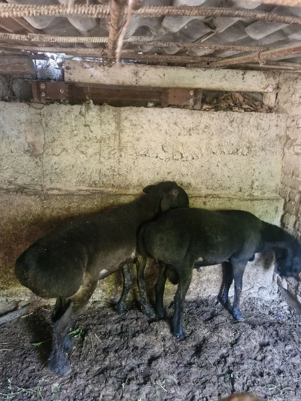 Qoʻy sotiladi sogʻlom 2 dona jivoy ves 70 kg — фото 1