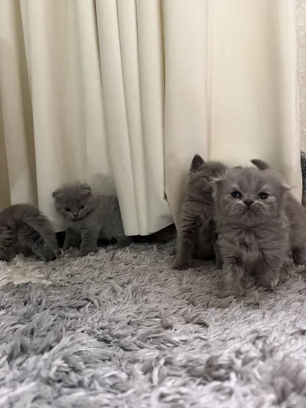 Красивые серые котята, здоровые и игривые — фото 1