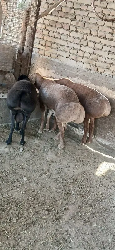 Qo'chqorlar sotiladi