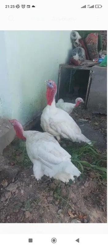 Kurka xo'rozlar sotiladi 1 Kurka xo'rozlar sotiladi 1