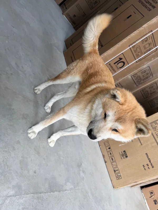 Akita inu zotli it qoni toza narxi 300$ kami bor — фото 4