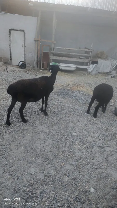 Ona bola qoʻylar bolasi qoʻchqorcha 4