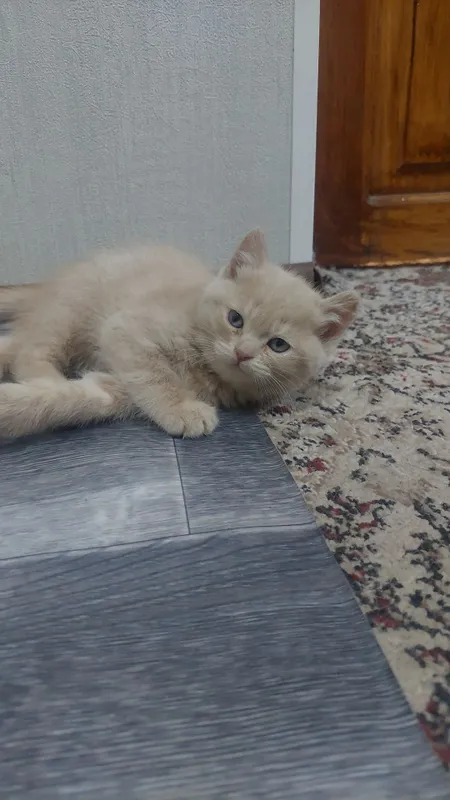 mushukcha hadyaga beriladi mushukcha hadyaga beriladi