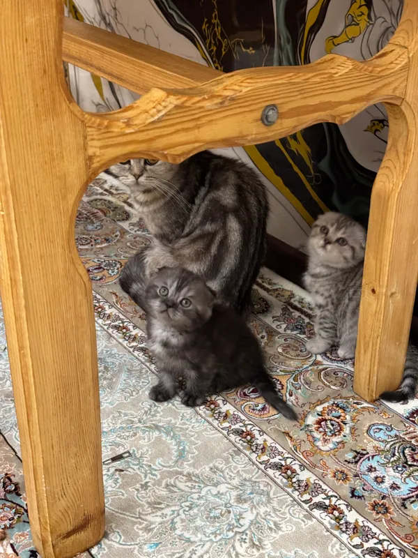 Parodali mushuklar sotiladi 9 Parodali mushuklar sotiladi 9