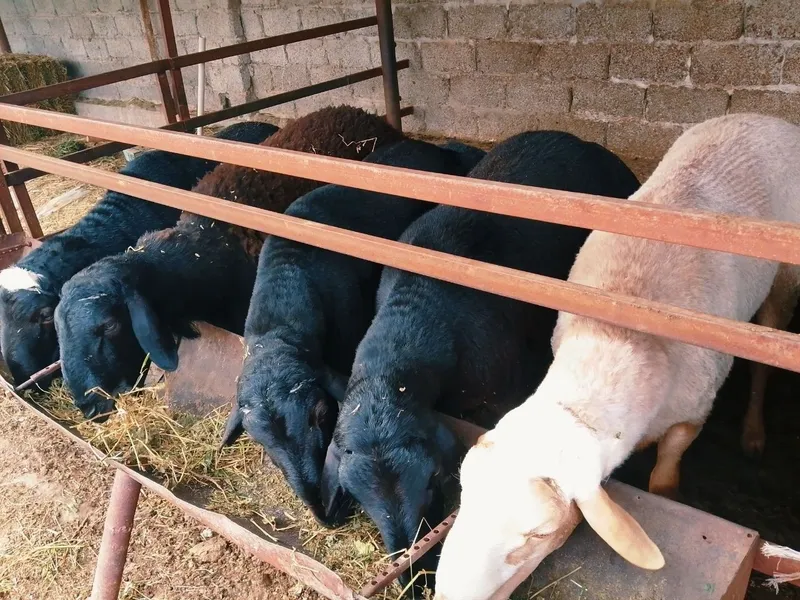 Qochqor bor sotuvda tirik vazinda 85/95kg — фото 3