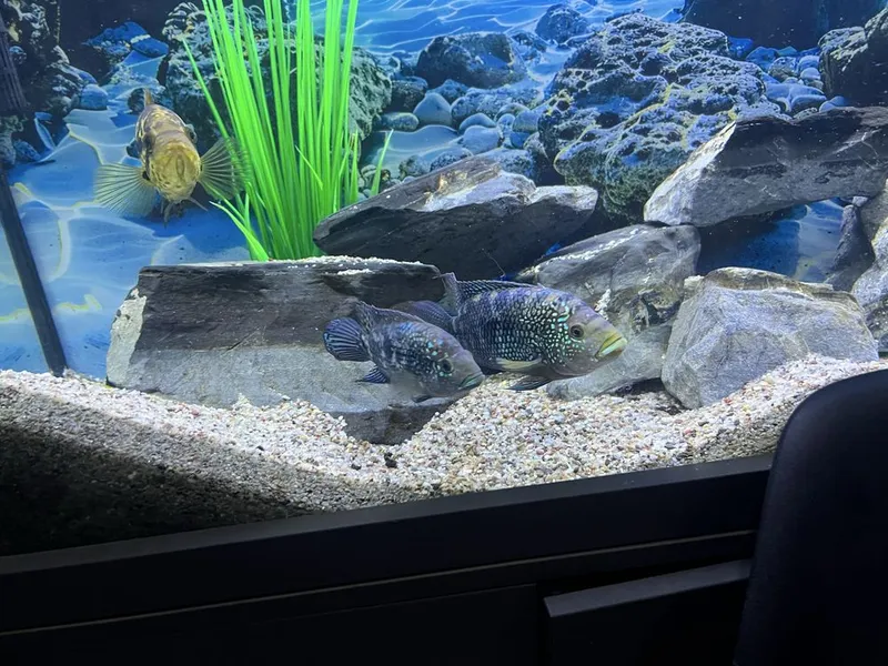 Akvarium va baliqlar hammasi sotiladi 1 Akvarium va baliqlar hammasi sotiladi 1
