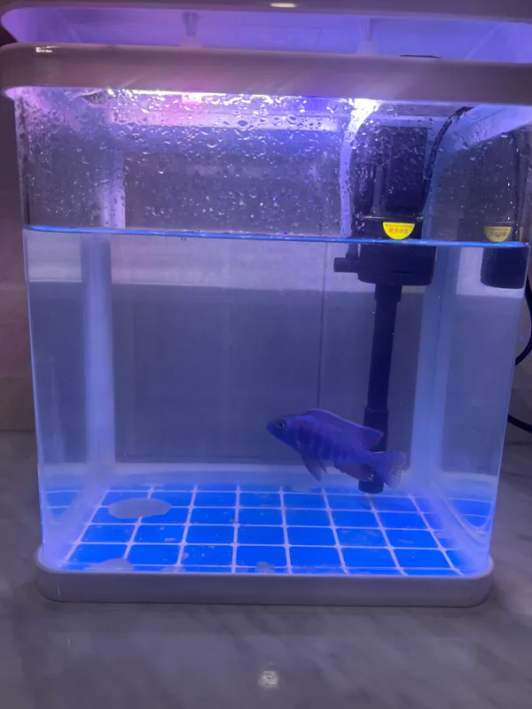Akvarium + sotiladi filter 4