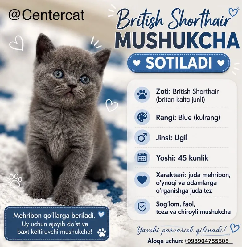 British shorthair, Британская короткошерстная, 1 British shorthair, Британская короткошерстная, 1