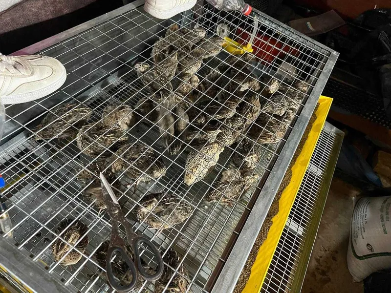 bedana sotiladi 103ta 2 bedana sotiladi 103ta 2