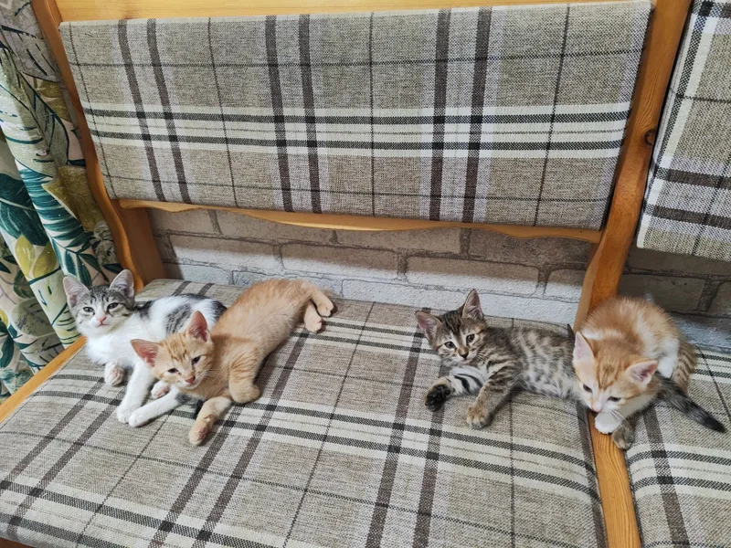 Отдам милых котят в добрые руки! 2