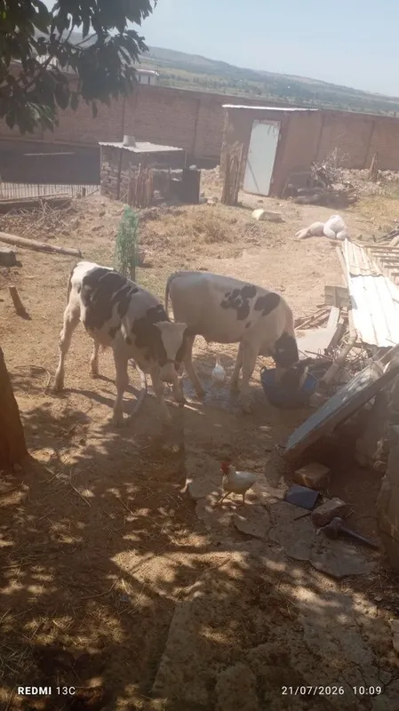 Buqachalar sotilad 1