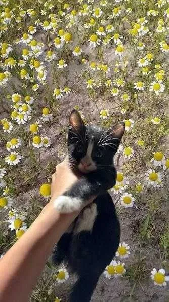 Отдам клочт бесплатно 3