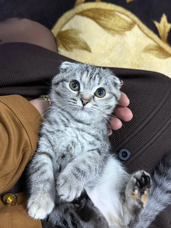 Висло ухо британский