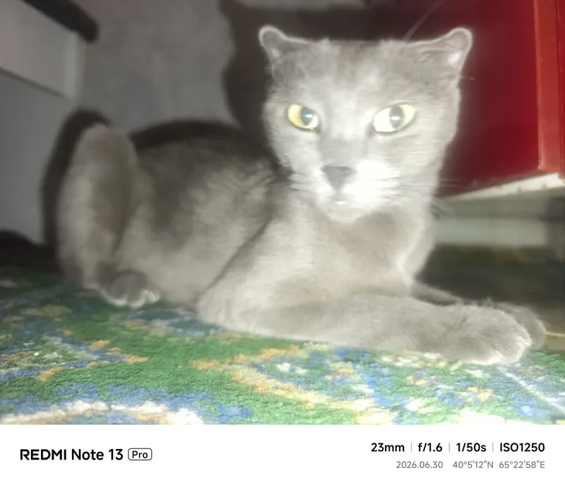 Кошка отдам в хорошие руки 2 Кошка отдам в хорошие руки 2