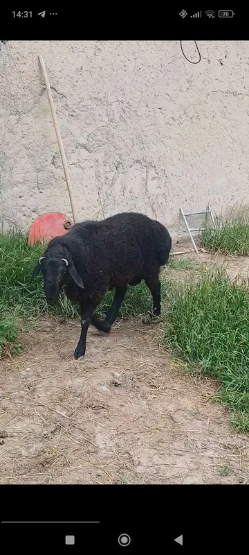 Quchqor sotiladi Qurbonlik uchun 40 kg DAN ziyod gʻushti — фото 1