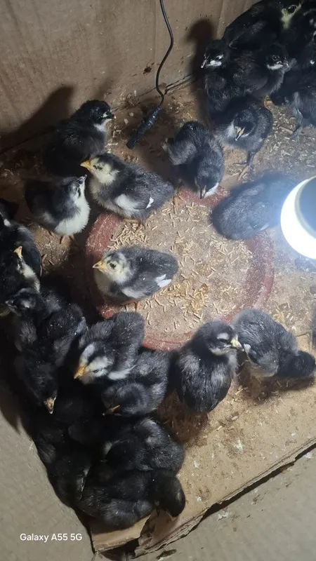Qora shaxzoda jo'jalari sotiladi 1 kunlik dan 1oylikkacha — фото 1 Qora shaxzoda jo'jalari sotiladi 1 kunlik dan 1oylikkacha — фото 1