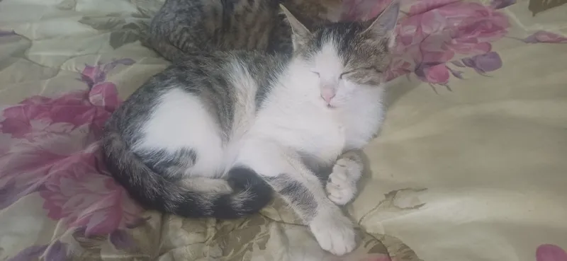 Zotsiz mushuklar 1 Zotsiz mushuklar 1