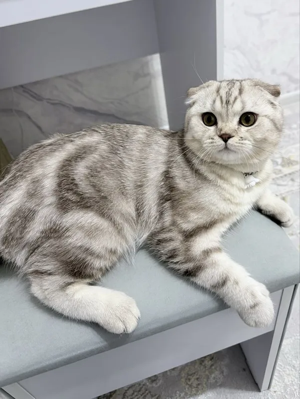 1 ёш скотиш фолд — фото 2