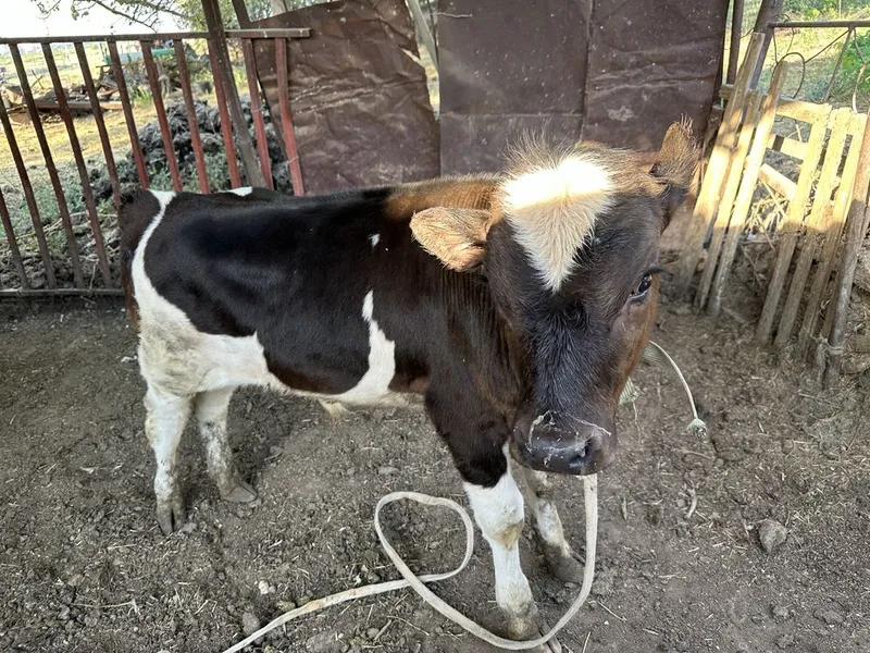 Buzoqcha sotiladi 5 Buzoqcha sotiladi 5
