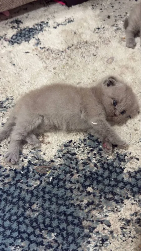 Кошки лиловые 1,5 месяца. 2