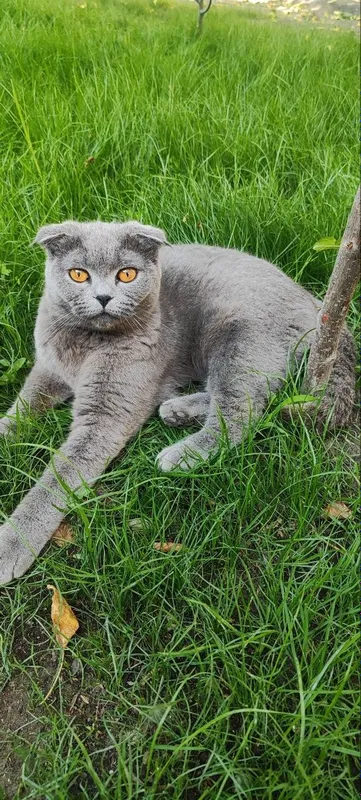 Mushuk Scottish Fold — фото 1