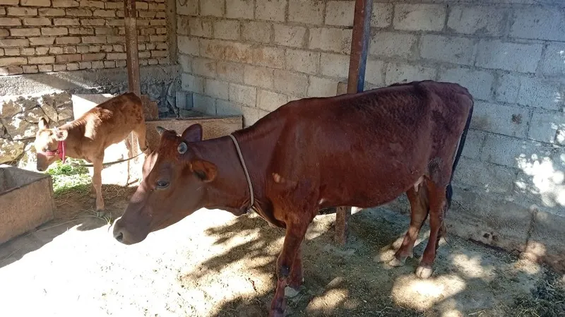 Ona bola sigir sotiladi.Birinchi qorin tugʻishiBolasi moda 1 Ona bola sigir sotiladi.Birinchi qorin tugʻishiBolasi moda 1