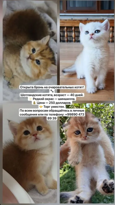 Shinshilla Shotlandskaya. 1 Shinshilla Shotlandskaya. 1