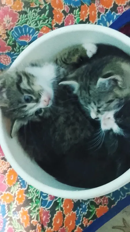 Домашние короткошёрстные котята, ласковые, игривые и милые — фото 1