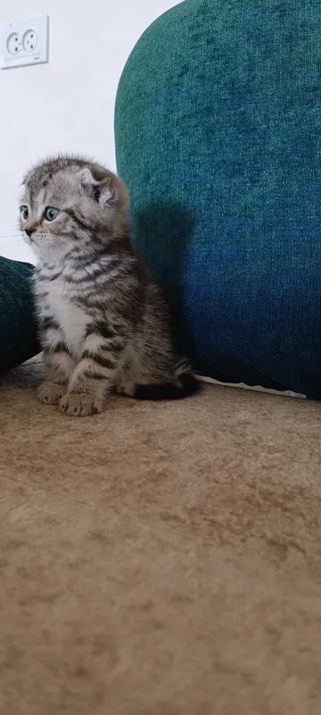 Породистые котята скотиш фолд — фото 3