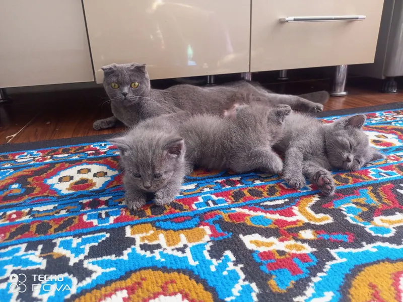 Продаются кошка и котята 1 Продаются кошка и котята 1
