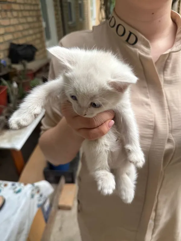 Отдам бесплатно котят в хорошие руки — фото 1
