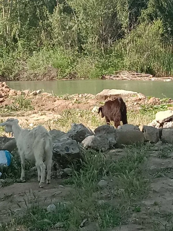 Козлики 4 месяца. Такя