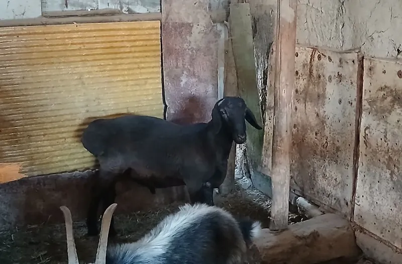 Hisori qoʻchqor barra sotiladi 8 Hisori qoʻchqor barra sotiladi 8