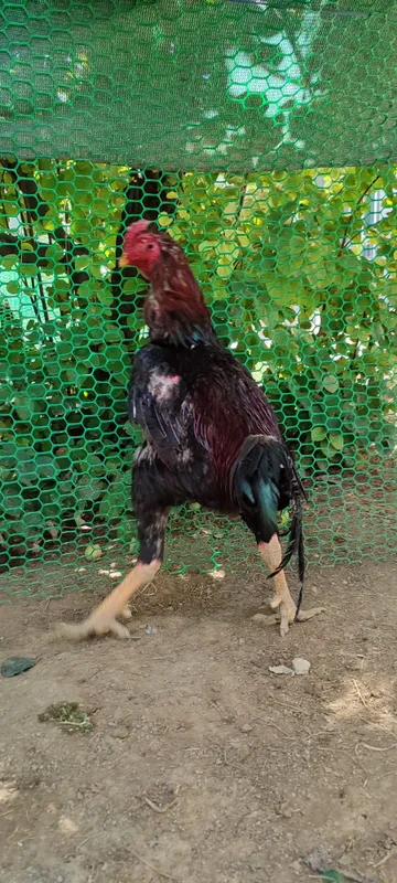 Бардовий сер жахил, тоза қон хўроз 5
