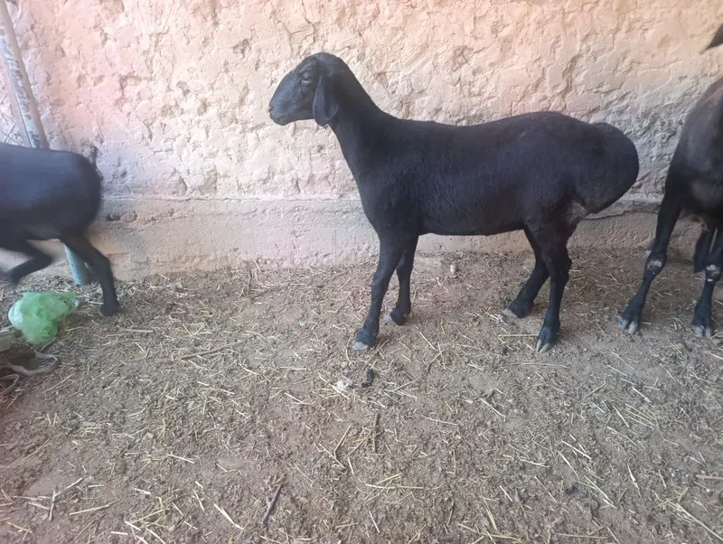 Soliq qozila sotiladi 1 Soliq qozila sotiladi 1