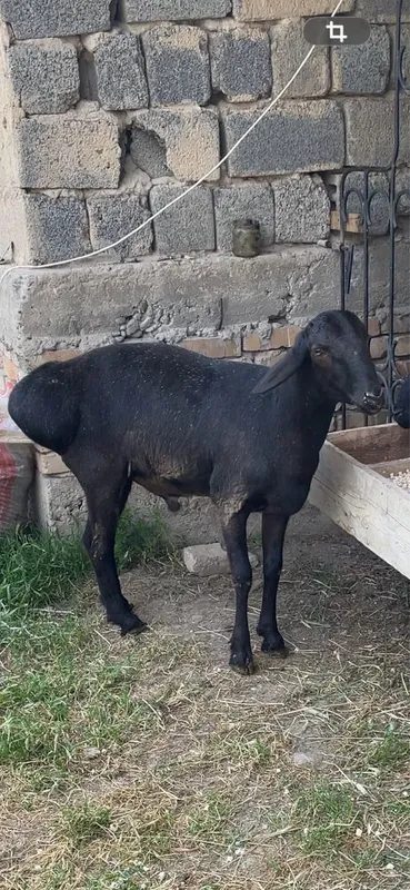 Qochqorla sotiladi qurbonlilaga arzon narxlada