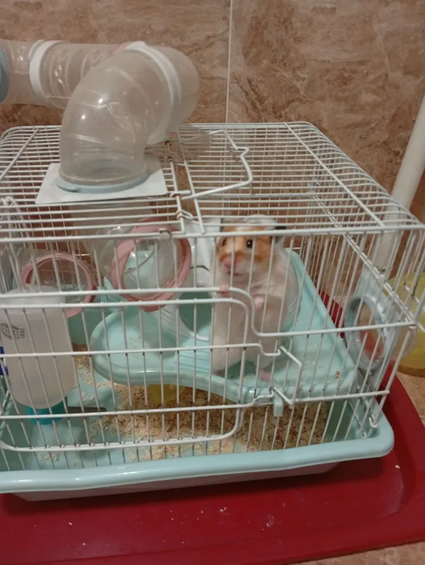 qafas homyaki bilan 2 qafas homyaki bilan 2
